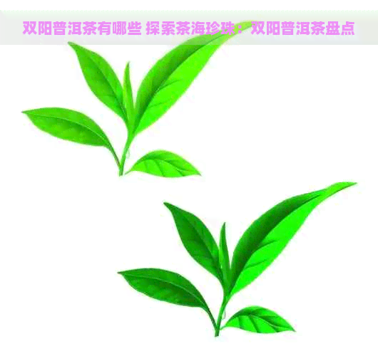 双阳普洱茶有哪些 探索茶海珍珠：双阳普洱茶盘点