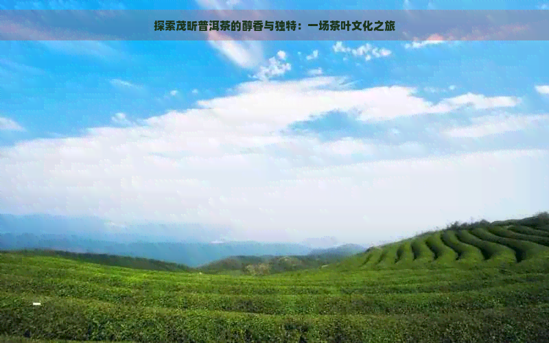 探索茂昕普洱茶的醇香与独特：一场茶叶文化之旅