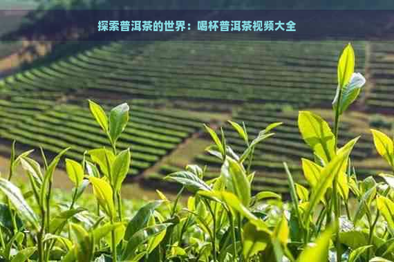 探索普洱茶的世界：喝杯普洱茶视频大全