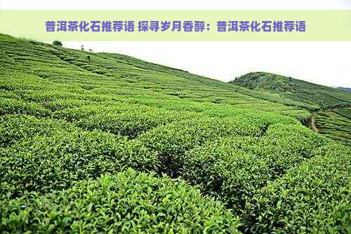 普洱茶化石推荐语 探寻岁月香醇：普洱茶化石推荐语