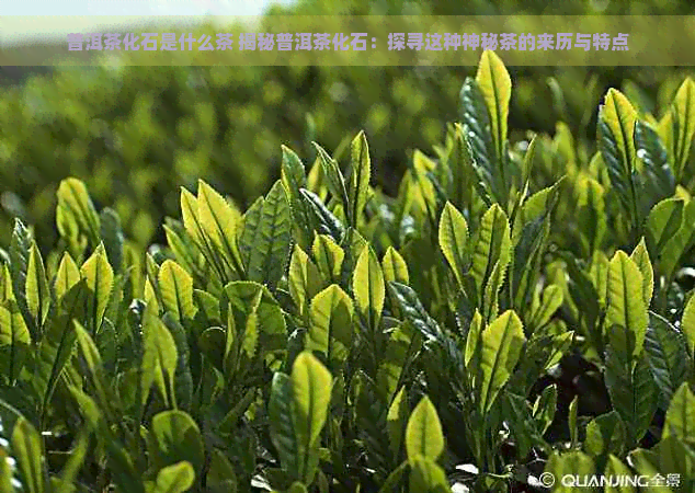 普洱茶化石是什么茶 揭秘普洱茶化石：探寻这种神秘茶的来历与特点