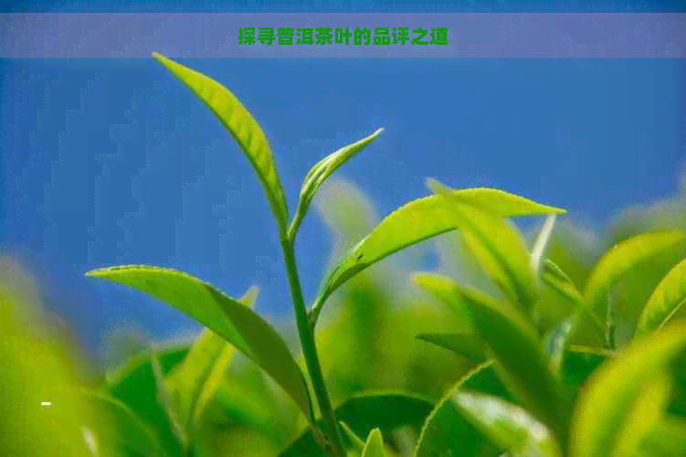 探寻普洱茶叶的品评之道