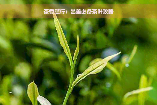 茶香随行：出差必备茶叶攻略