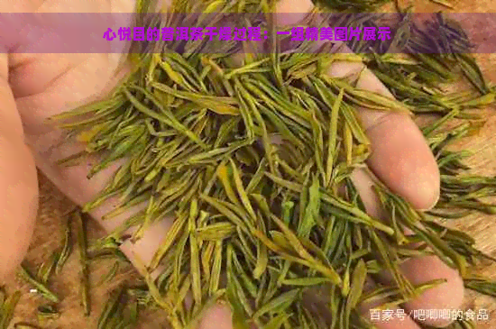 心悦目的普洱茶干燥过程：一组精美图片展示