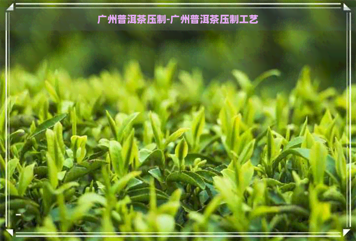 广州普洱茶压制-广州普洱茶压制工艺