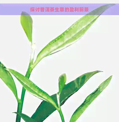 探讨普洱茶生意的盈利前景