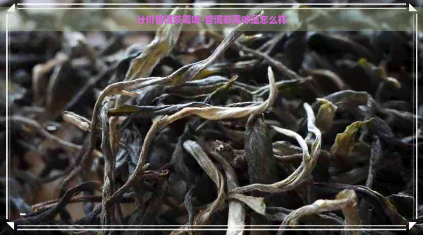 分辨普洱茶霉味-普洱茶霉味是怎么样