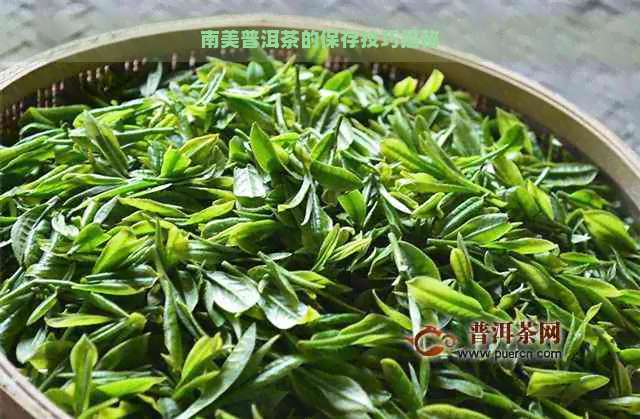 南美普洱茶的保存技巧揭秘