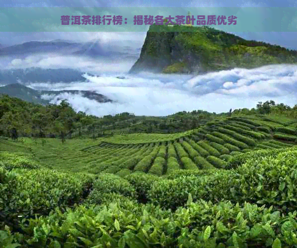 普洱茶排行榜：揭秘各大茶叶品质优劣