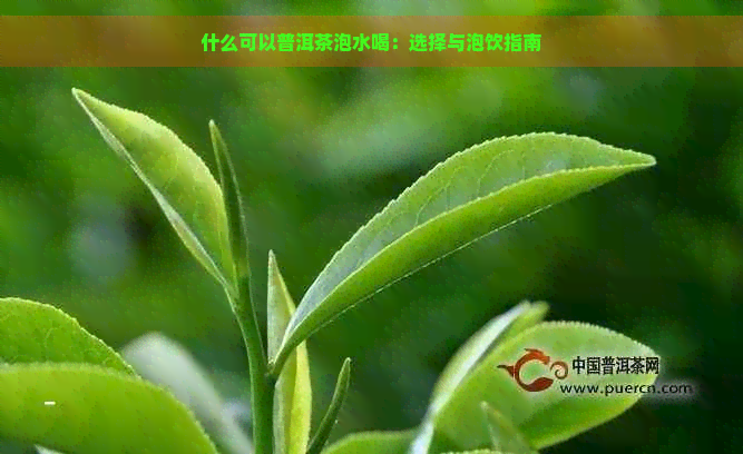 什么可以普洱茶泡水喝：选择与泡饮指南