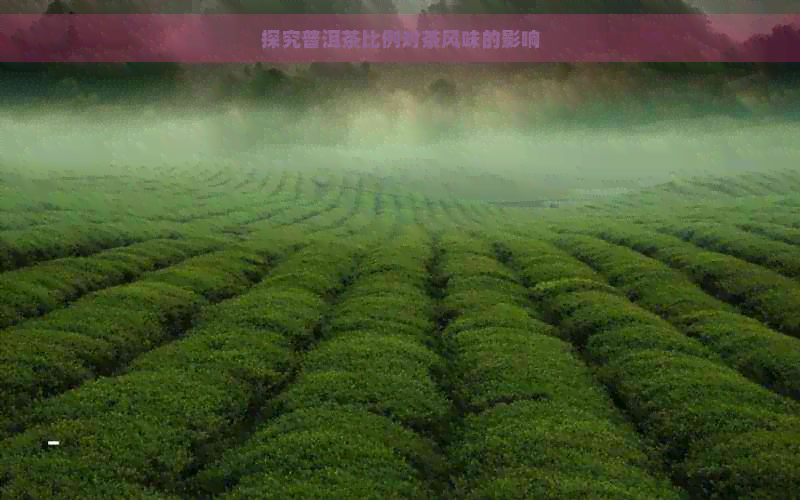 探究普洱茶比例对茶风味的影响