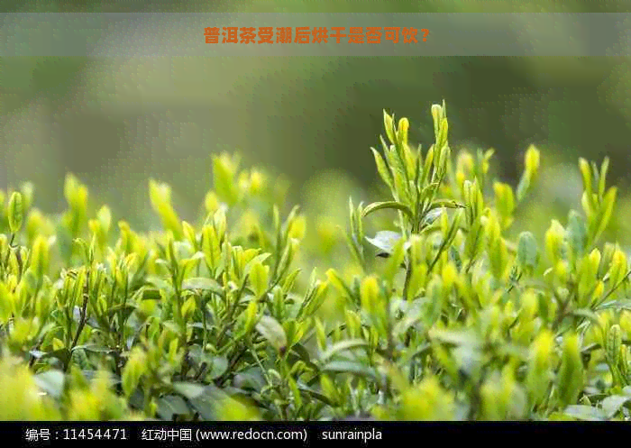 普洱茶受潮后烘干是否可饮？