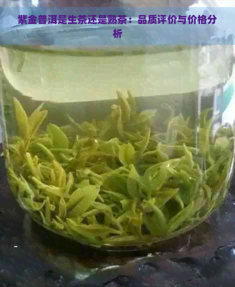 紫金普洱是生茶还是熟茶：品质评价与价格分析