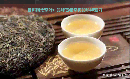 普洱澜沧茶叶：品味古老茶树的珍稀魅力