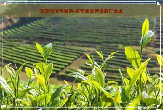 东莞澜沧普洱茶-东莞澜沧普洱茶厂地址