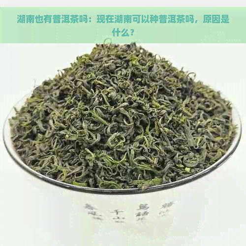 湖南也有普洱茶吗：现在湖南可以种普洱茶吗，原因是什么？