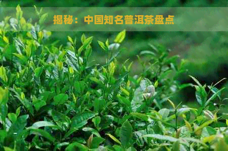 揭秘：中国知名普洱茶盘点