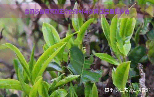 普洱茶如何买到正宗的茶叶与茶具 正品鉴别方法