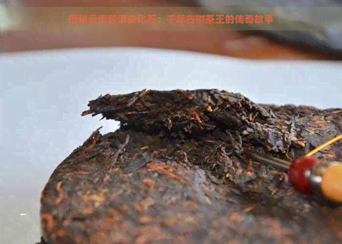 揭秘云南普洱茶化石：千年古树茶王的传奇故事