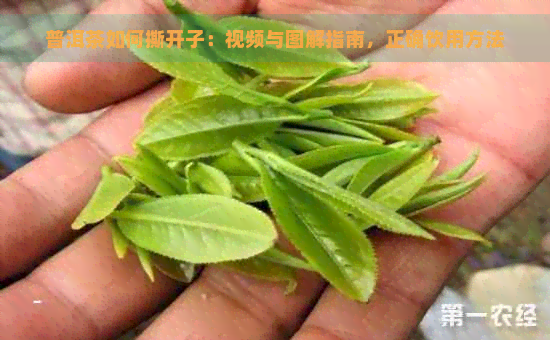 普洱茶如何撕开子：视频与图解指南，正确饮用方法