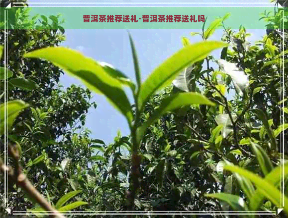 普洱茶推荐送礼-普洱茶推荐送礼吗