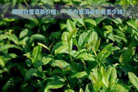 探究白普洱茶价格：一斤白普洱茶究竟多少钱？