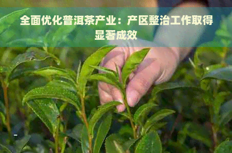 全面优化普洱茶产业：产区整治工作取得显著成效