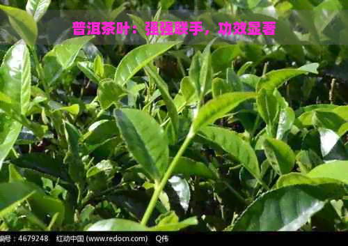 普洱茶叶：强强联手，功效显著