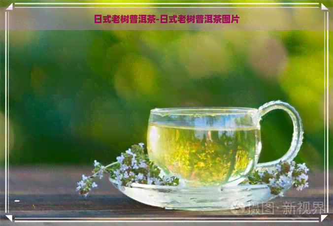 日式老树普洱茶-日式老树普洱茶图片