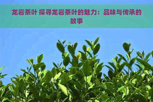 龙岩茶叶 探寻龙岩茶叶的魅力：品味与传承的故事