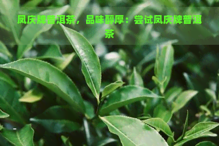 凤庆牌普洱茶，品味醇厚：尝试凤庆牌普洱茶