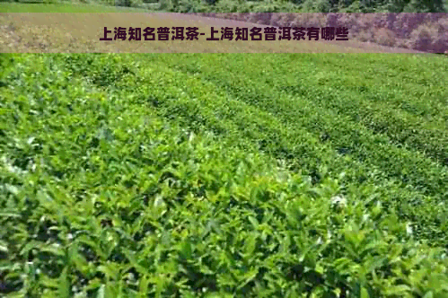 上海知名普洱茶-上海知名普洱茶有哪些