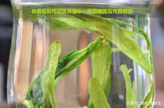 参菊花配枸杞陈皮泡水：全面功效与作用解析