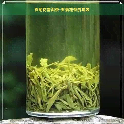 参菊花普洱茶-参菊花茶的功效