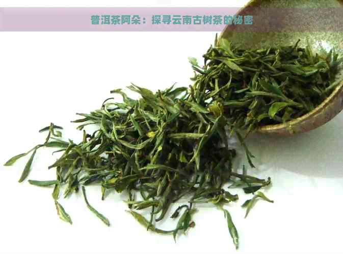 普洱茶阿朵：探寻云南古树茶的秘密