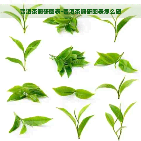 普洱茶调研图表-普洱茶调研图表怎么做