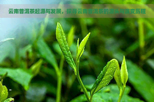 云南普洱茶起源与发展，探寻云南普洱茶的源头与演变历程