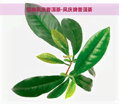 经典凤庆普洱茶-凤庆牌普洱茶