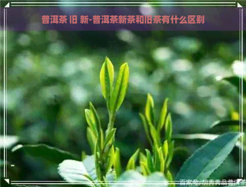 普洱茶 旧 新-普洱茶新茶和旧茶有什么区别