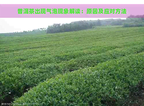 普洱茶出现气泡现象解读：原因及应对方法