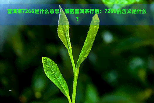 普洱茶7266是什么意思，解密普洱茶行话：7266的含义是什么？