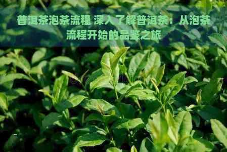 普洱茶泡茶流程 深入了解普洱茶：从泡茶流程开始的品鉴之旅