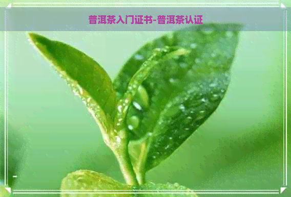 普洱茶入门证书-普洱茶认证