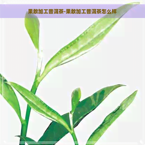 果敢加工普洱茶-果敢加工普洱茶怎么样