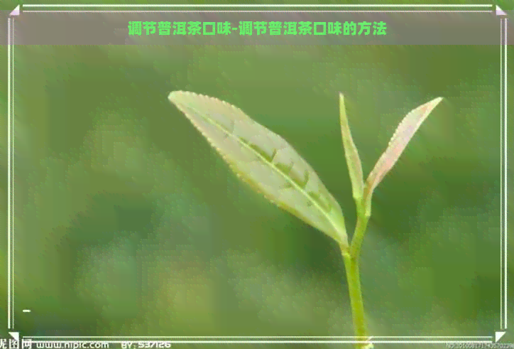 调节普洱茶口味-调节普洱茶口味的方法