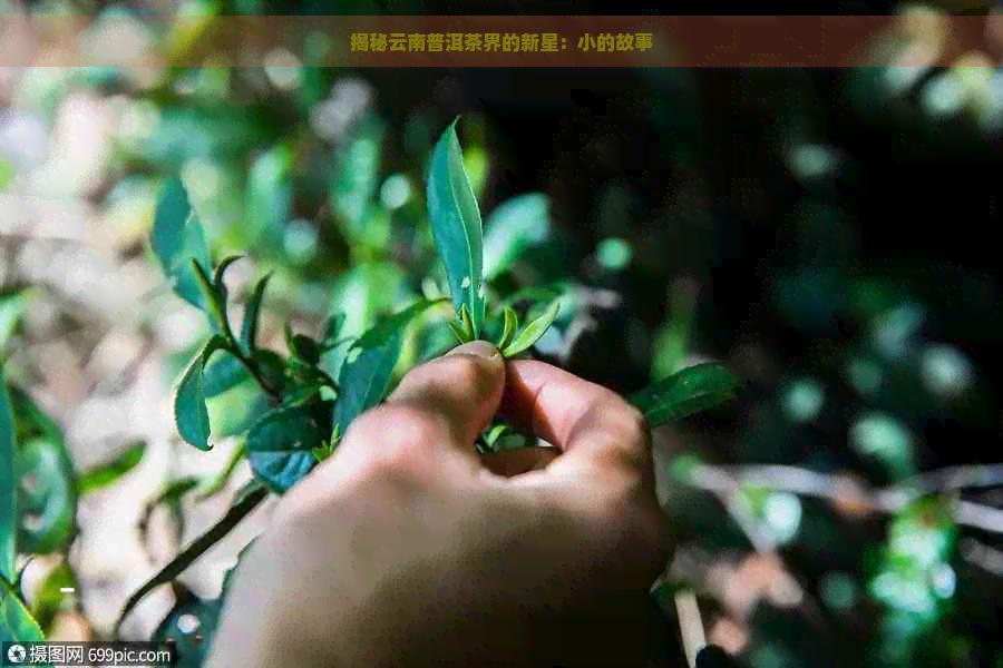 揭秘云南普洱茶界的新星：小的故事