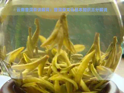 云南普洱茶讲解词：普洱茶文化基本知识三分解说