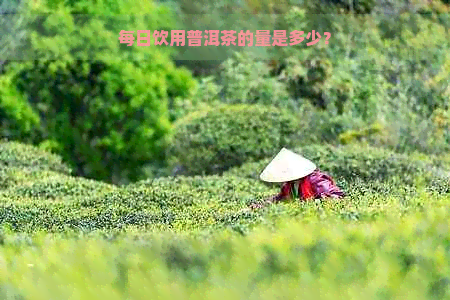 每日饮用普洱茶的量是多少？