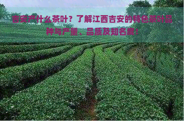 吉安产什么茶叶？了解江西吉安的特色茶叶品种与产量、品质及知名度！