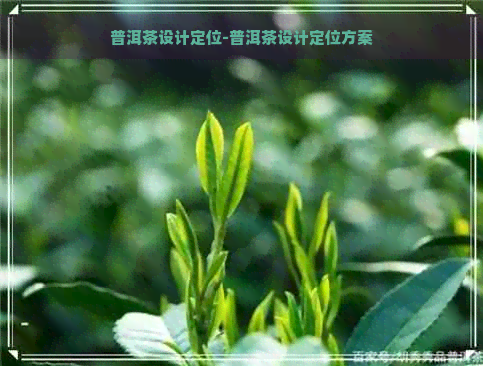 普洱茶设计定位-普洱茶设计定位方案